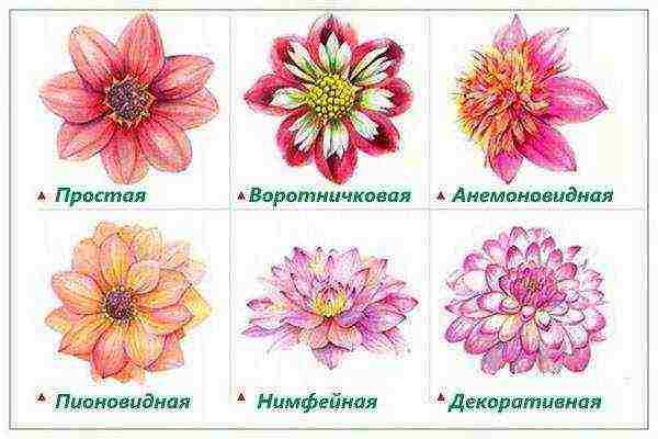 the best varieties of dahlias