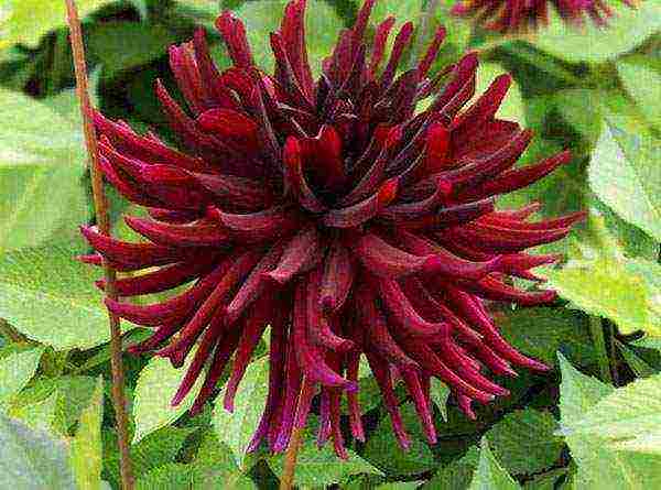 the best varieties of dahlias