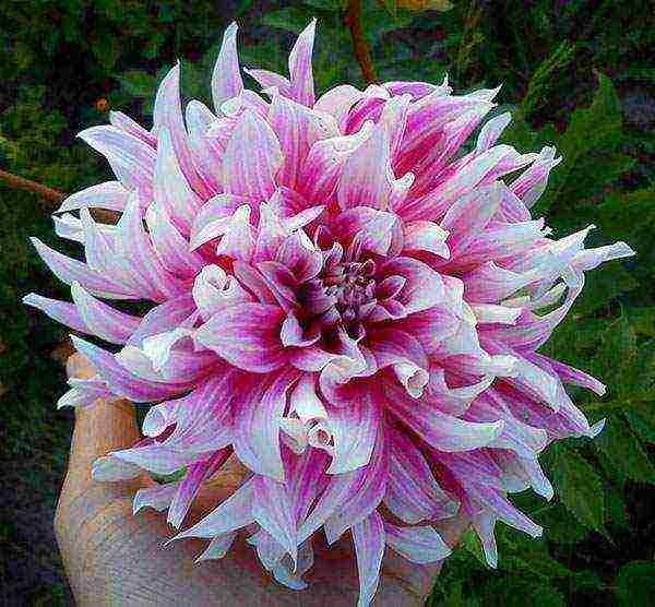 the best varieties of dahlias