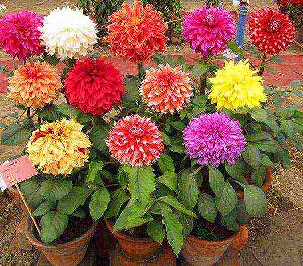 the best varieties of dahlias