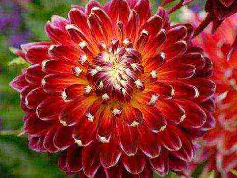 the best varieties of dahlias