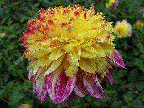 the best varieties of dahlias