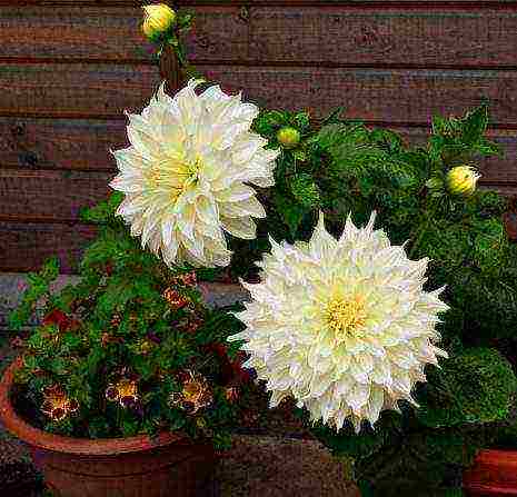 the best varieties of dahlias