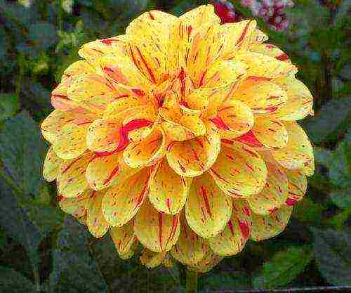 the best varieties of dahlias