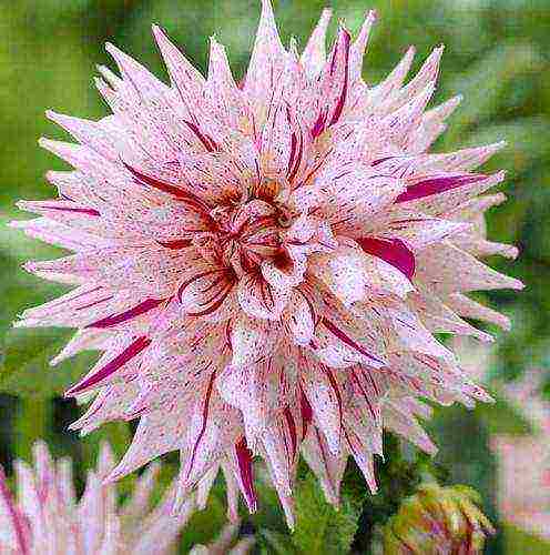 the best varieties of dahlias