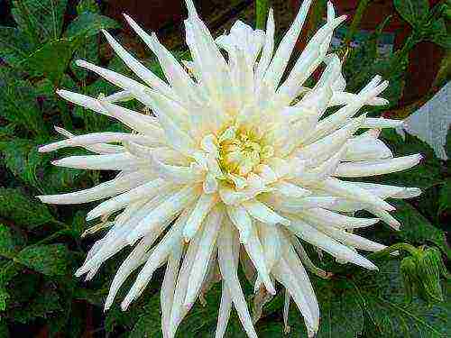 the best varieties of dahlias