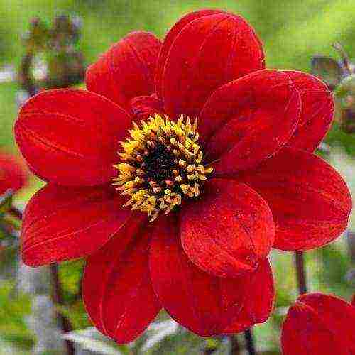 the best varieties of dahlias