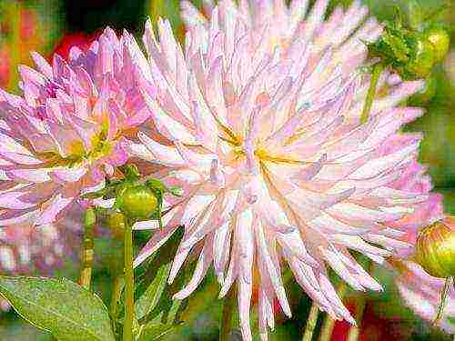 the best varieties of dahlias