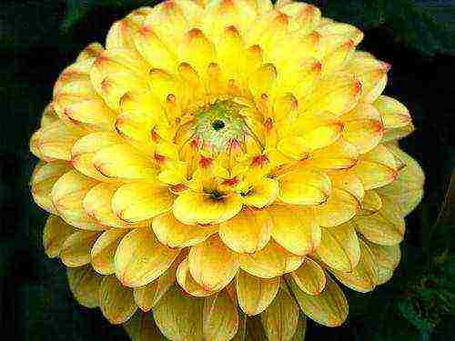 the best varieties of dahlias