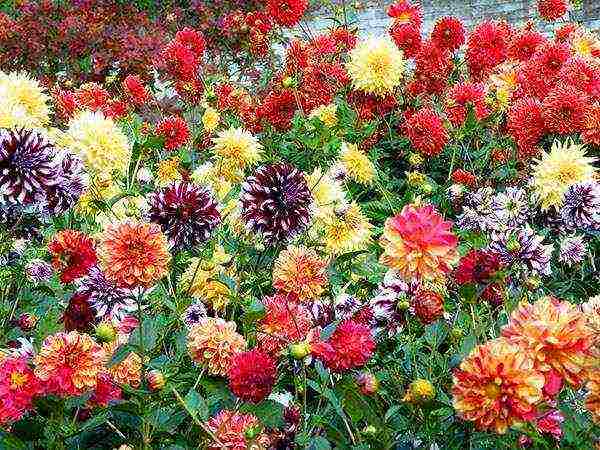 the best varieties of dahlias