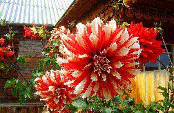 the best varieties of dahlias