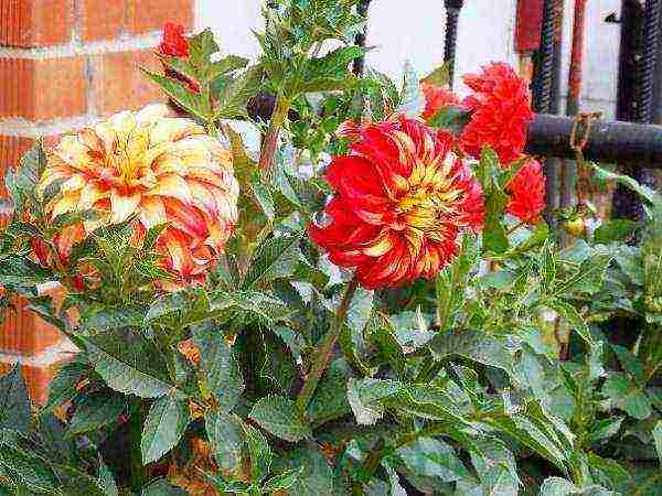 the best varieties of dahlias