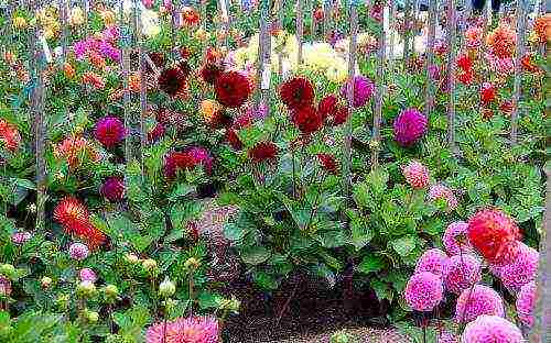 the best varieties of dahlias