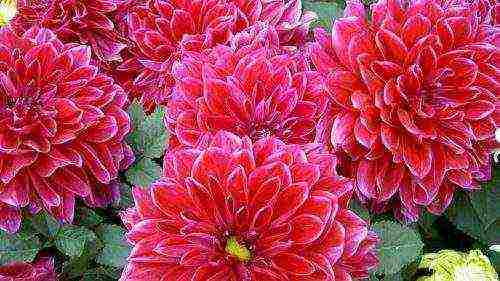 the best varieties of dahlias