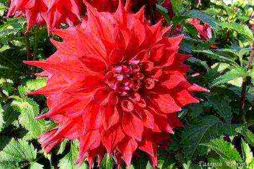 the best varieties of dahlias