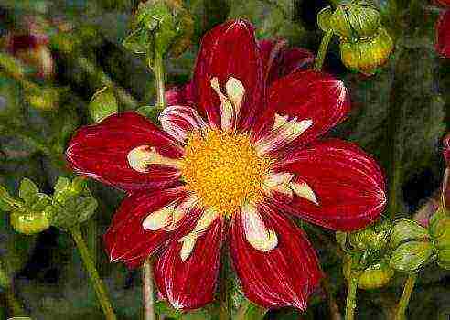 the best varieties of dahlias