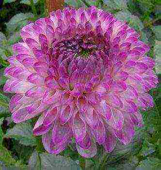 the best varieties of dahlias