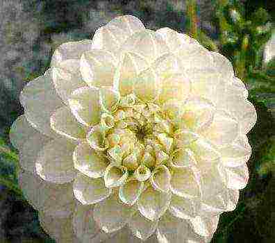 the best varieties of dahlias