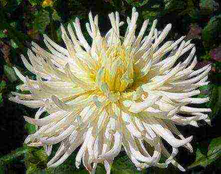 the best varieties of dahlias