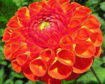 the best varieties of dahlias