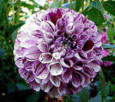 the best varieties of dahlias