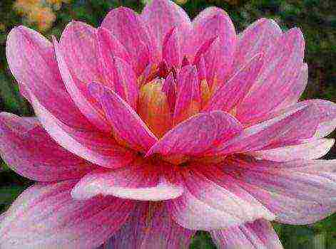 the best varieties of dahlias