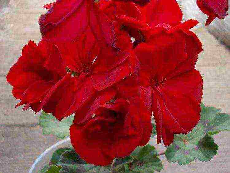 the best varieties of geraniums