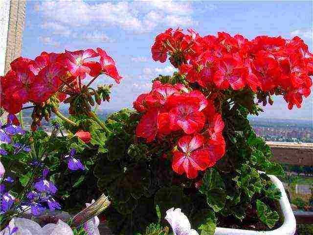 the best varieties of geraniums
