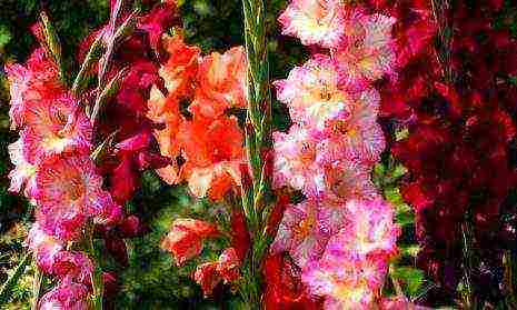 the best varieties of gladioli