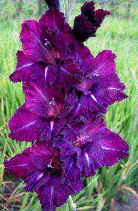 the best varieties of gladioli