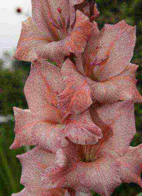 the best varieties of gladioli