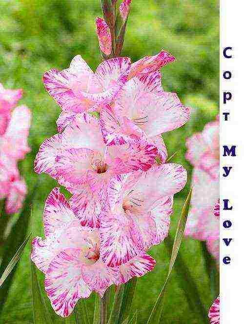 the best varieties of gladioli