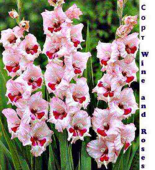 the best varieties of gladioli