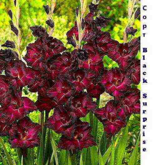 the best varieties of gladioli