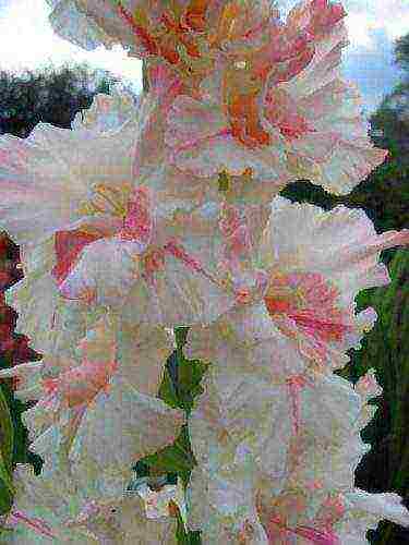 the best varieties of gladioli