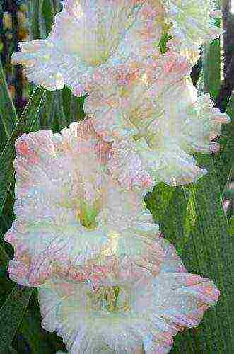 the best varieties of gladioli