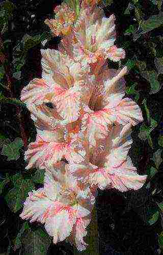 the best varieties of gladioli