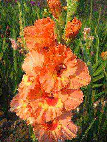 the best varieties of gladioli