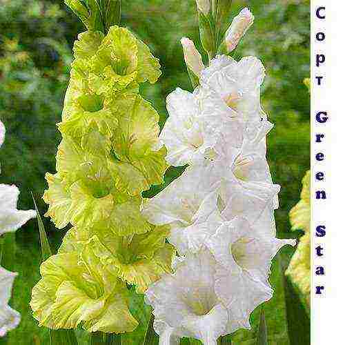 the best varieties of gladioli