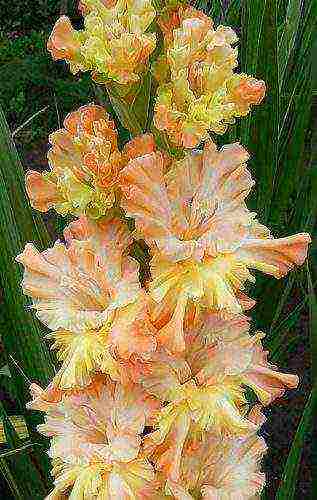 the best varieties of gladioli