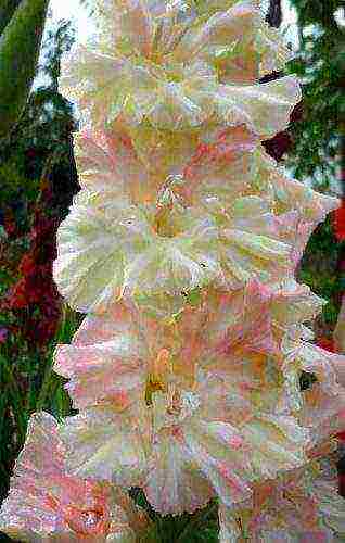 the best varieties of gladioli