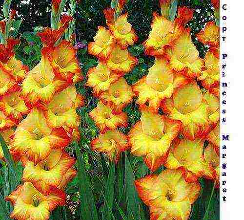 the best varieties of gladioli