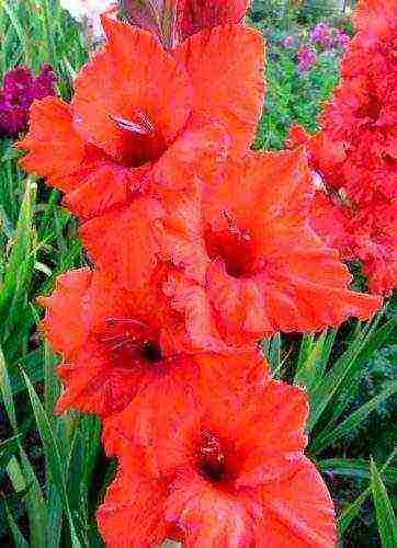 the best varieties of gladioli