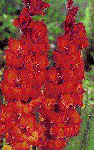 the best varieties of gladioli