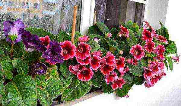 the best varieties of gloxinia