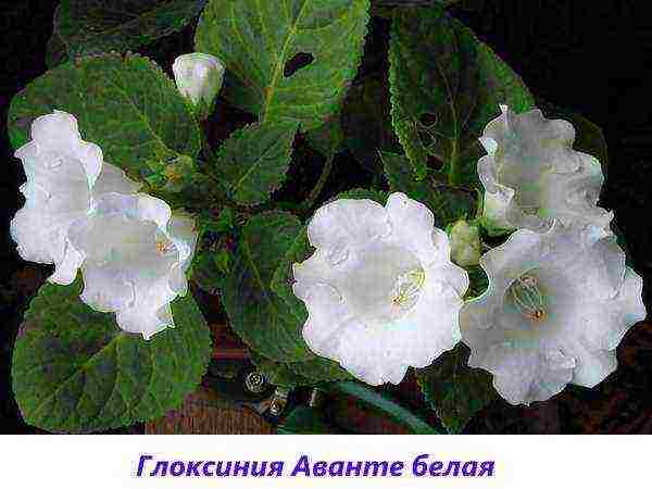 the best varieties of gloxinia