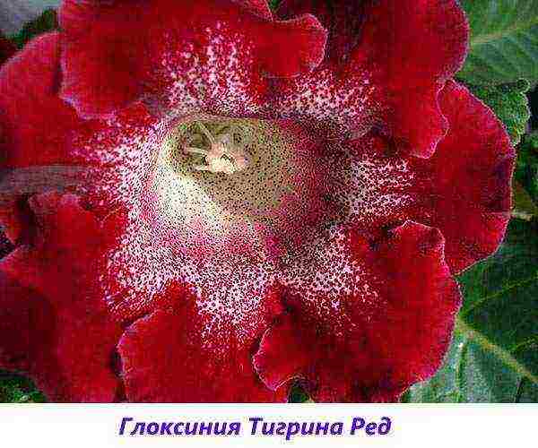 the best varieties of gloxinia