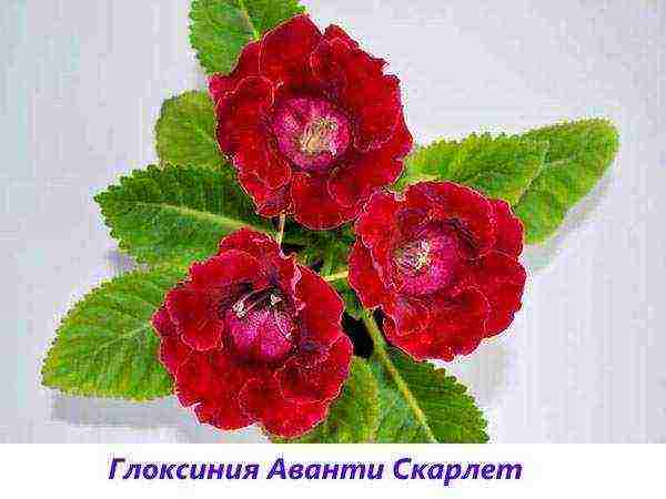 the best varieties of gloxinia