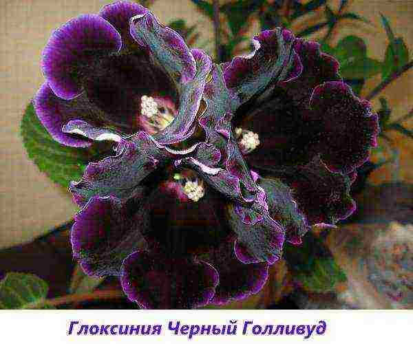 the best varieties of gloxinia