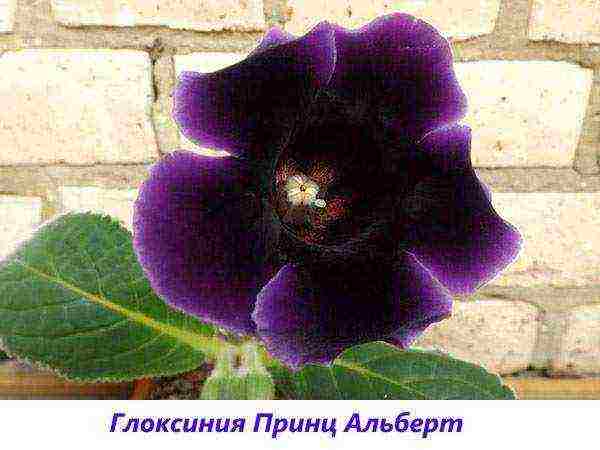 the best varieties of gloxinia